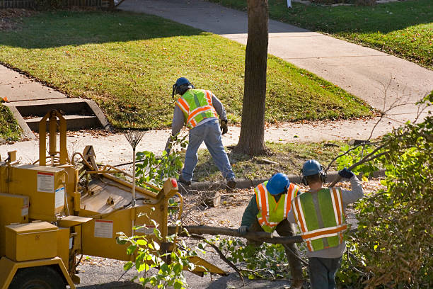 Best Tree Planting Services  in Derby, CO